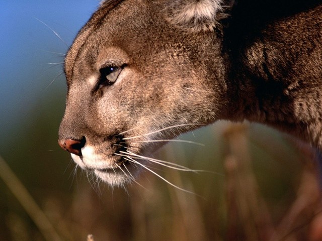 last-mountain-lion