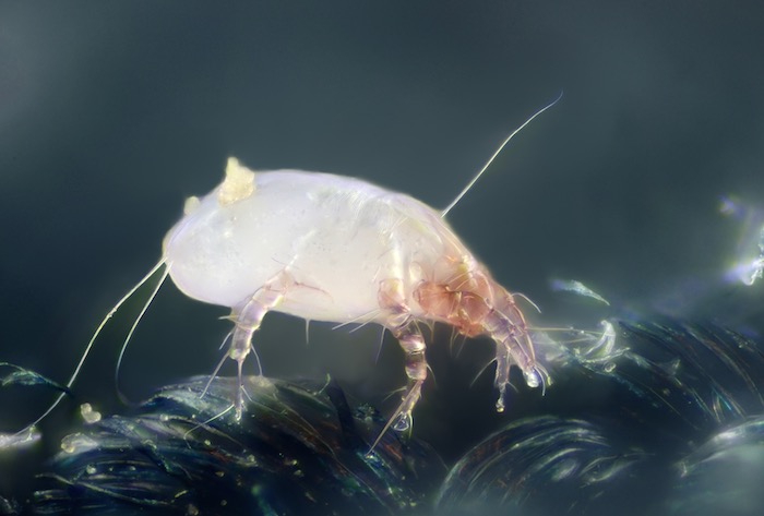 Micrograph of a dust mite (image credit: Wikimedia)